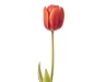 Red Tulip