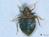 adult-bedbug