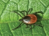 tick-leaf