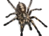 in-fear-and-trembling-spider