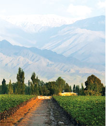 ZUCCARDI La Consulta vineyards